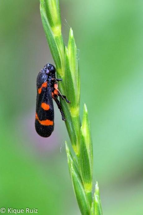 Macro primavera 2014