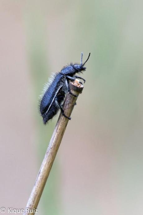Macro primavera 2014