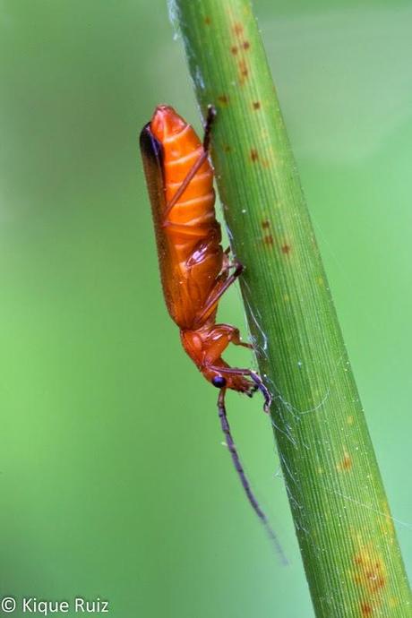 Macro primavera 2014