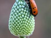 Macro primavera 2014