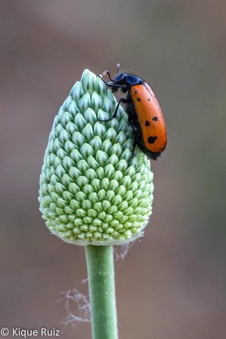 Macro primavera 2014