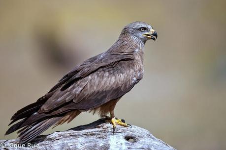 Milano negro, el todoterreno