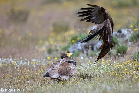 Milano negro, el todoterreno