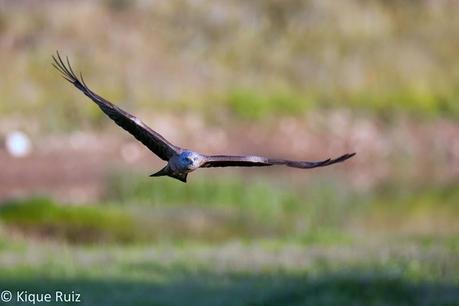 Milano negro, el todoterreno