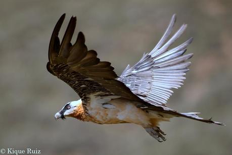 Las 5 entradas sobre consejos más leídas en pinceladas de la naturaleza