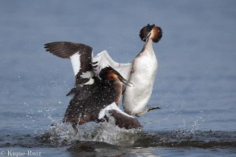 Las 5 entradas sobre consejos más leídas en pinceladas de la naturaleza