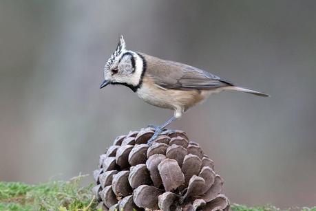 Las 5 entradas sobre consejos más leídas en pinceladas de la naturaleza