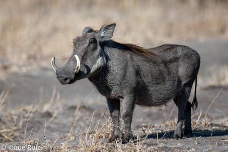 Facóquero, jabalí berrugoso
