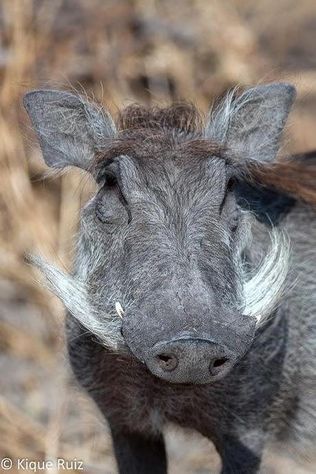 Facóquero, jabalí berrugoso