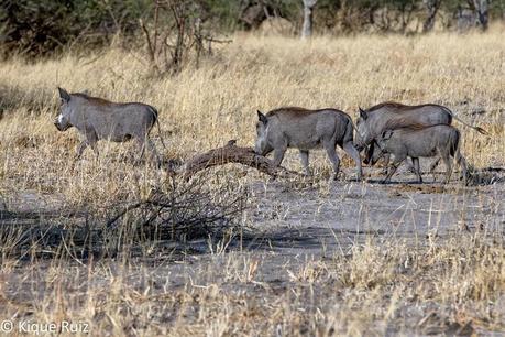 Facóquero, jabalí berrugoso