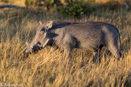 Facóquero, jabalí berrugoso