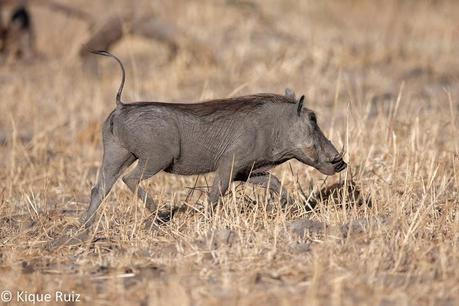 Facóquero, jabalí berrugoso