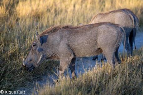 Facóquero, jabalí berrugoso