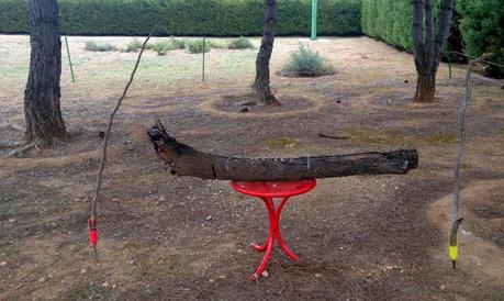 Consejos para fotografía de fauna: el comedero de aves