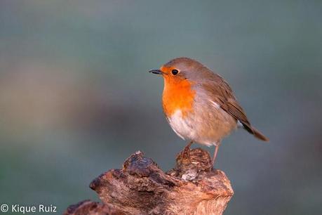 Consejos para fotografía de fauna: el comedero de aves