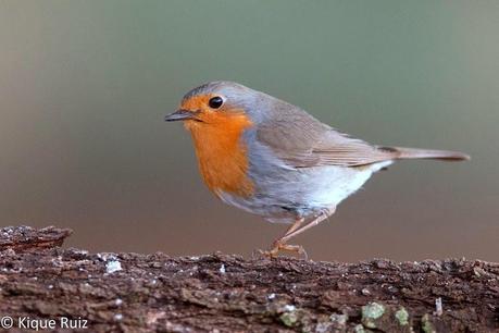 Consejos para fotografía de fauna: el comedero de aves