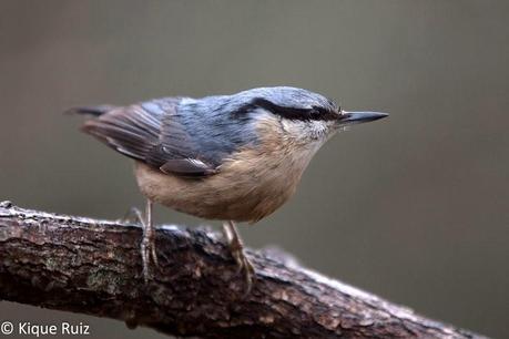 Consejos para fotografía de fauna: el comedero de aves