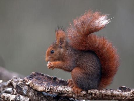 Consejos para fotografía de fauna: el comedero de aves