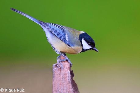 Consejos para fotografía de fauna: el comedero de aves