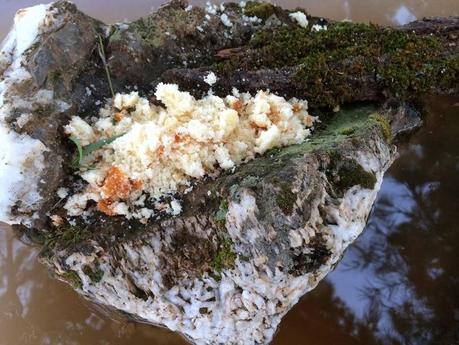 Consejos para fotografía de fauna: el comedero de aves