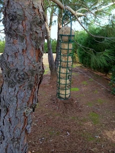 Consejos para fotografía de fauna: el comedero de aves