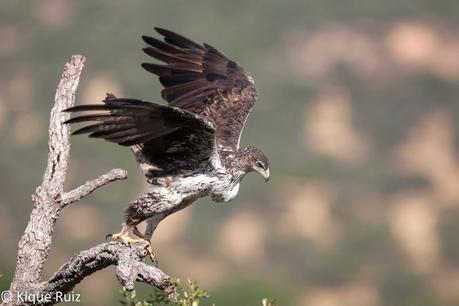 Perdicera II, la máquina