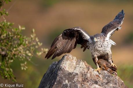 Perdicera II, la máquina