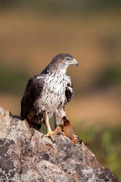 Perdicera II, la máquina