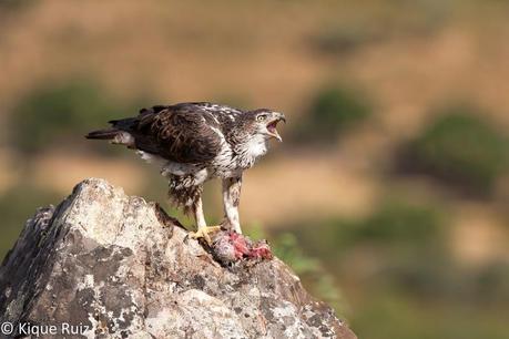 Perdicera II, la máquina