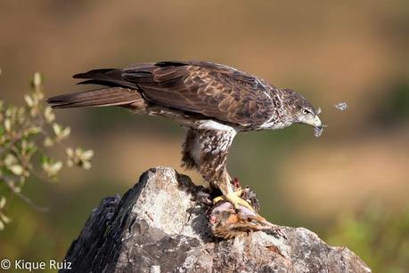 Perdicera II, la máquina