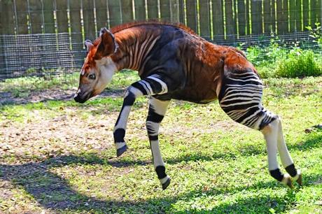 Okapi, la jirafa cebra de cuello corto