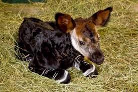 Okapi, la jirafa cebra de cuello corto