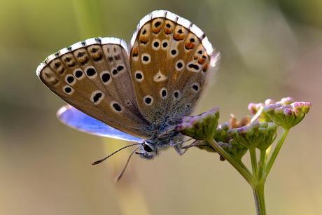 Para ampliar Lysandra bellargus (Rottemburg, 1775) niña celeste, hacer clic
