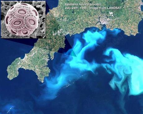 floración de Emiliana huxleyi