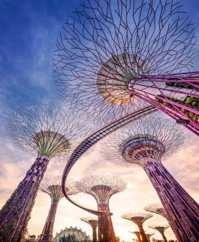 Super árboles en los jardines de la bahía de Singapur supertree_dia