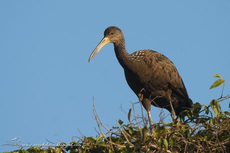 Carau (Limpkin) Aramus guarauna