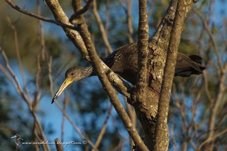Carau (Limpkin) Aramus guarauna