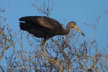 Carau (Limpkin) Aramus guarauna