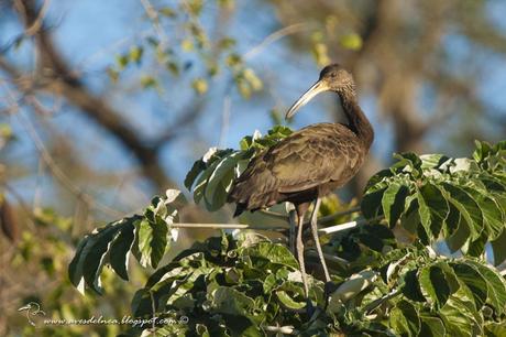 Carau (Limpkin) Aramus guarauna