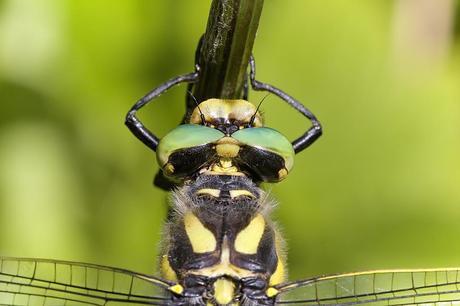 Cordulegaster boltonii (Donovan, 1807) Libélula tigre, anillos de oro