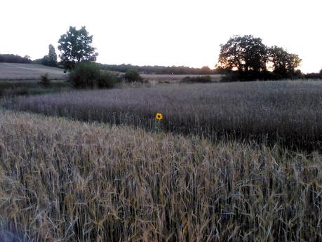 Grandes historias de cosas pequeñas-6: Heliotropo solitario entre una muchedumbre de espigas