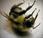 Abejas robot