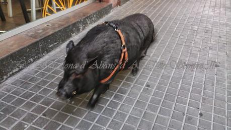 FESTES DEL CARRER JOCS FLORALS, SANTS , BARCELONA...2-09-2014...!!!