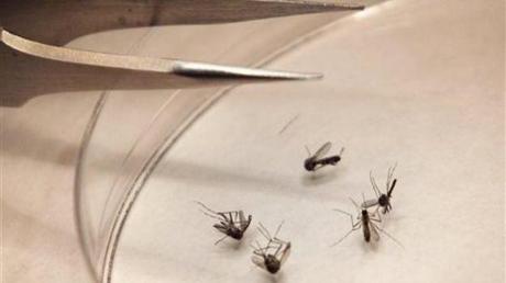 Se confirman 13 casos de Chikungunya en Cuba