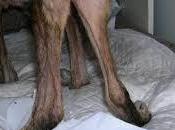 Poliartritis Inmunomediada perros… conocías?