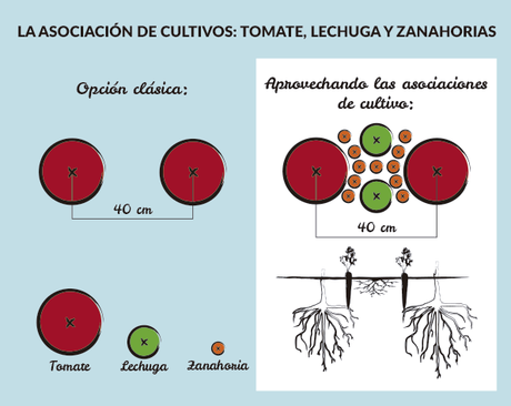 Asociación tomate lechuga zanahorias-esquema de cultivo