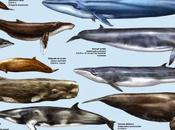 Láminas cuaderno Cetáceos aguas iberobaleares canarias