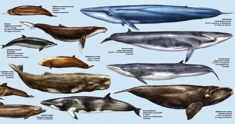 Láminas del cuaderno de Cetáceos de las aguas iberobaleares y canarias
