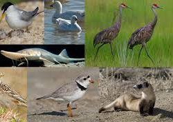 Fauna en riesgo por Keystone XL