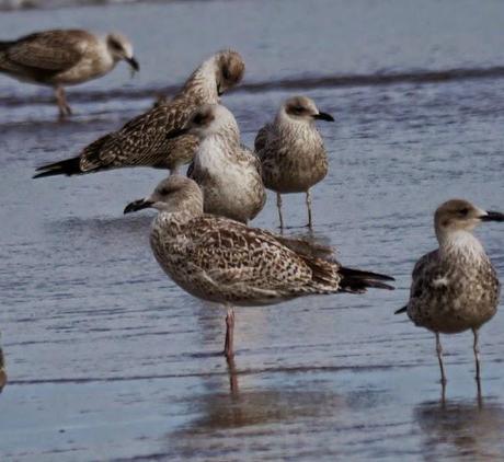 Comienza el paso de gaviotas.